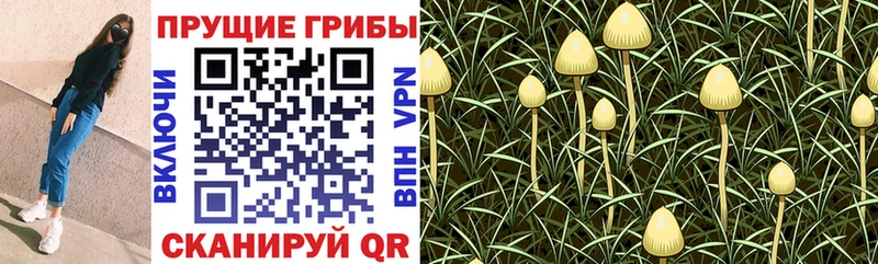 купить закладку  Северская  Псилоцибиновые грибы Psilocybine cubensis 
